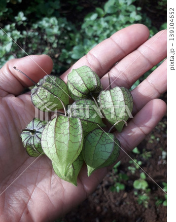 Fresh Golden Berry in Hand with Detailed Husk Texture in Morning Sunlight 139104652