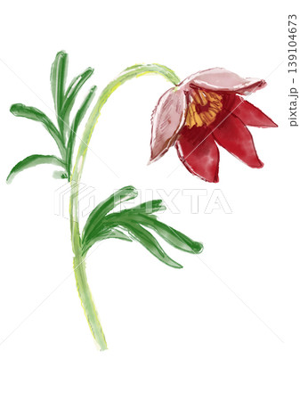 咲き誇るオキナグサの花の手描きの水彩イラスト 139104673