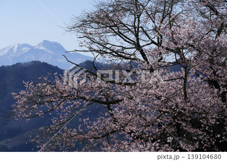 長野県高山村の一本桜(黒部のエドヒガン桜) 長野県高山村の一本桜(黒部のエドヒガン桜) 139104680