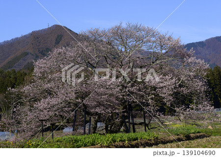 長野県高山村の一本桜（黒部のエドヒガン桜） 139104690