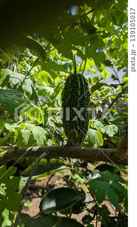 つるに実るゴーヤ 緑の野菜 自然栽培の夏の食材 139105017