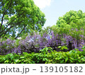 お寺の境内に咲くフジの花 139105182