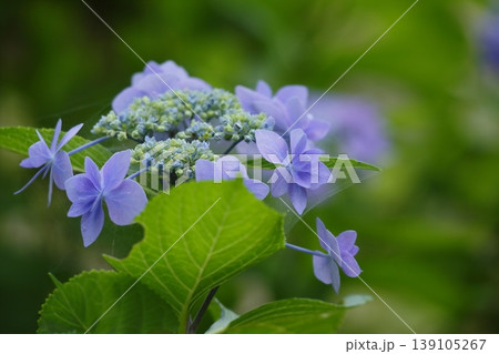 薄紫色のガクアジサイの花 薄紫色のガクアジサイの花 139105267