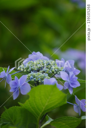 薄紫色のガクアジサイの花 139105268
