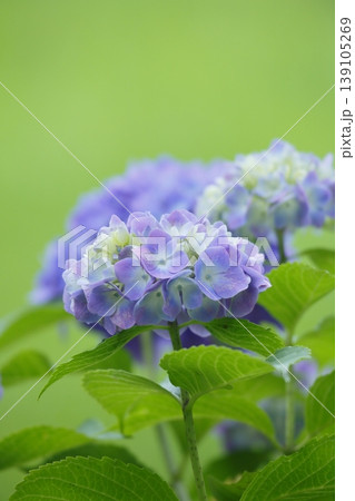 薄紫色のアジサイの花 139105269
