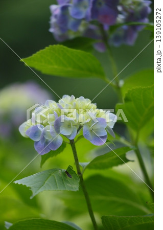 薄紫色のアジサイの花 薄紫色のアジサイの花 139105272