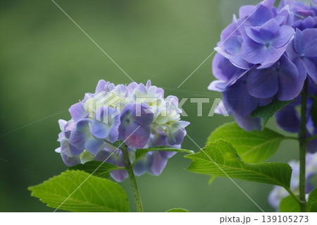 薄紫色のアジサイの花 薄紫色のアジサイの花 139105273