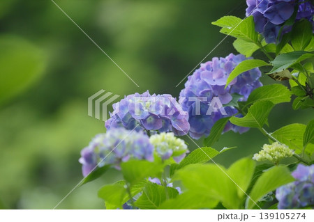 薄紫色のアジサイの花 薄紫色のアジサイの花 139105274