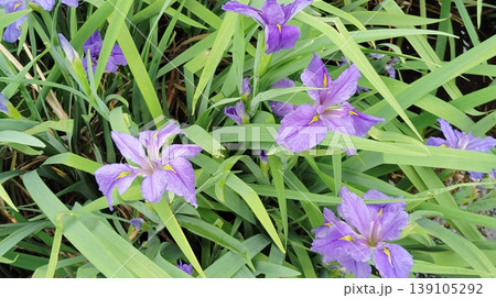 花菖蒲 花菖蒲 139105292