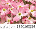 満開のハナミズキ 139105336