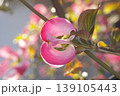 開花直前のハナミズキの花 139105443