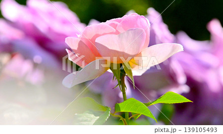 淡いピンク色が綺麗な薔薇の花 淡いピンク色が綺麗な薔薇の花 139105493