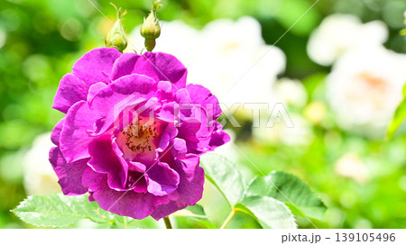 紫色が綺麗な薔薇の花 139105496
