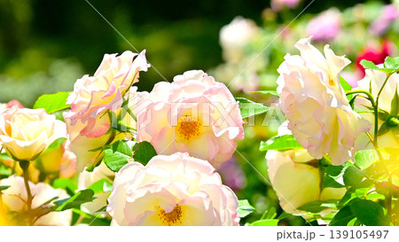 淡いピンク色が綺麗な薔薇の花 淡いピンク色が綺麗な薔薇の花 139105497