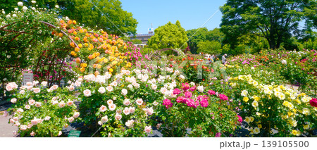 バラの花が咲き誇る西山公園 バラの花が咲き誇る西山公園 139105500