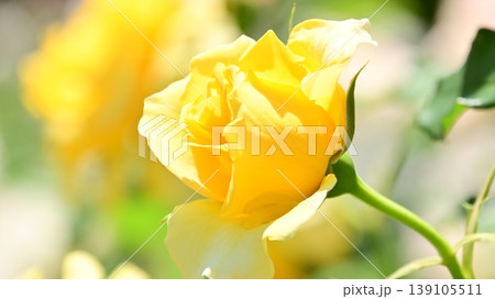 黄色いバラの花のクローズアップ 黄色いバラの花のクローズアップ 139105511