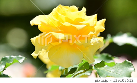 黄色いバラの花のクローズアップ 139105512
