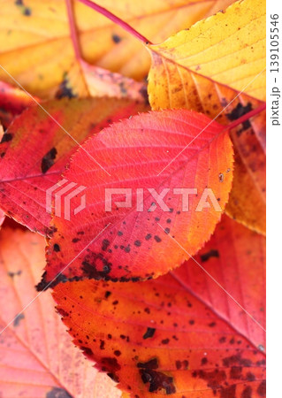 オオシマザクラ落葉の紅葉 オオシマザクラ落葉の紅葉 139105546