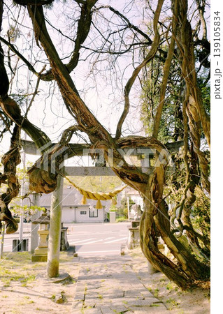 【川俣町 川俣町指定天然記念物 小手26郷の惣社「羽田春日神社」の大フジ】 【川俣町 川俣町指定天然記念物 小手26郷の惣社「羽田春日神社」の大フジ】 139105834