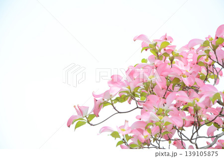 ピンク色のハナミズキの花 139105875