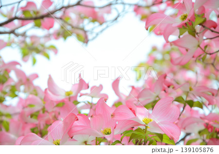 ピンク色のハナミズキの花 139105876