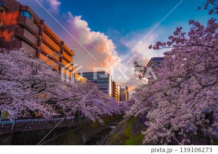 多摩センター乞田川の夕暮れ桜 139106273