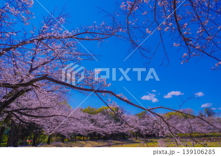 都筑区山崎公園の桜並木 139106285