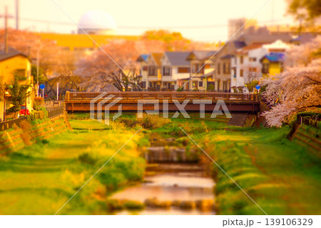 夕景の桜並木と川橋 夕景の桜並木と川橋 139106329