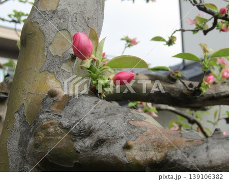桜の咲く時期桃色の花を咲かす秋に実を付けるカリンの木 桜の咲く時期桃色の花を咲かす秋に実を付けるカリンの木 139106382