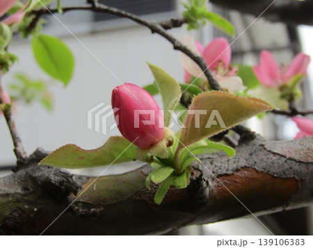 桜の咲く時期桃色の花を咲かす秋に実を付けるカリンの木 桜の咲く時期桃色の花を咲かす秋に実を付けるカリンの木 139106383