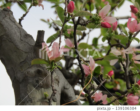 桜の咲く時期桃色の花を咲かす秋に実を付けるカリンの木 桜の咲く時期桃色の花を咲かす秋に実を付けるカリンの木 139106384