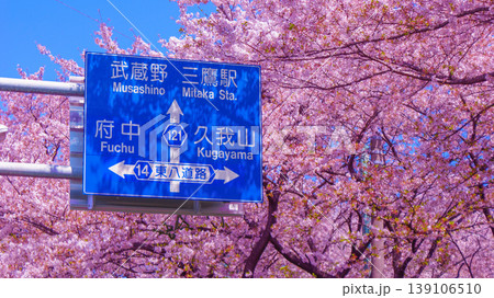桜と青い道路標識 139106510