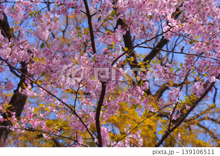 春空に咲く桜の花 春空に咲く桜の花 139106511
