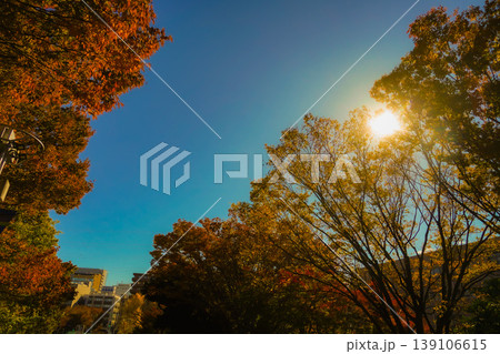 新横浜の紅葉と青空 139106615