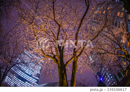 赤坂夜桜とビルを仰ぐ 赤坂夜桜とビルを仰ぐ 139106617