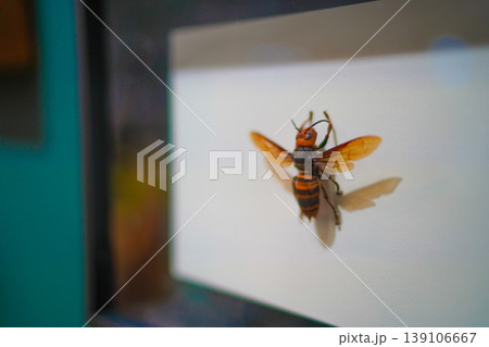 白背景のハチ標本 白背景のハチ標本 139106667