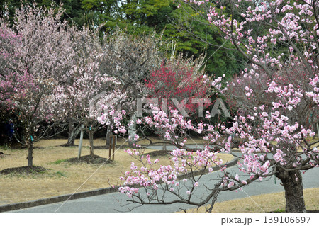 向山緑地の梅 139106697