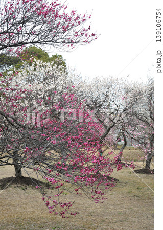 向山緑地の梅 向山緑地の梅 139106754