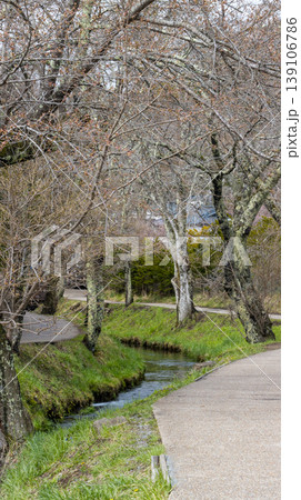 Peaceful walking path alongside a gentle stream under bare cherry blossom trees in early spring, with lush green grass banks Peaceful walking path alongside a gentle stream under bare cherry blossom trees in early spring, with lush green grass banks 139106786