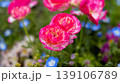 Vibrant pink ranunculus flowers blooming among blue nemophila wildflowers in a colorful spring garden with soft bokeh background 139106789