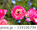 Vibrant pink ranunculus flowers blooming among blue nemophila wildflowers in a colorful spring garden with soft bokeh background 139106790