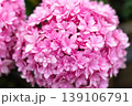 Beautiful pink hydrangea flower head in full bloom with delicate layered petals, captured in close-up against a soft dark background 139106791