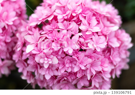 Beautiful pink hydrangea flower head in full bloom with delicate layered petals, captured in close-up against a soft dark background 139106791