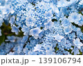Lush blue hydrangea flowers in full bloom filling the entire frame, with soft green leaves visible in a dreamy garden setting 139106794