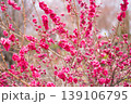 Vivid deep pink double plum blossoms densely covering bare winter branches, captured in a vibrant natural spring setting 139106795