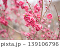 Vivid deep pink double plum blossoms densely covering bare winter branches, captured in a vibrant natural spring setting 139106796