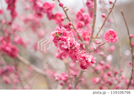 Vivid deep pink double plum blossoms densely covering bare winter branches, captured in a vibrant natural spring setting Vivid deep pink double plum blossoms densely covering bare winter branches, captured in a vibrant natural spring setting 139106796
