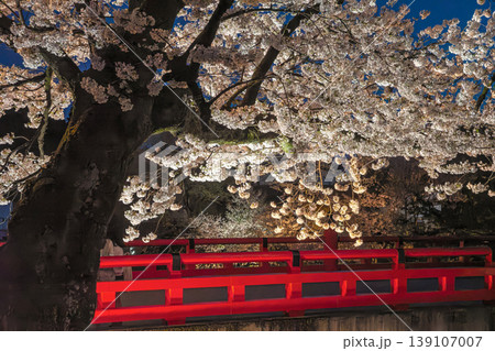 260411中橋夜桜z012 260411中橋夜桜z012 139107007