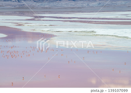 Serene pink lake with flamingos at Laguna Colorada in Bolivia 139107099