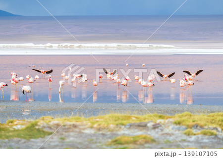 Serene pink flamingos wading in shallow Laguna Colorada Bolivia 139107105